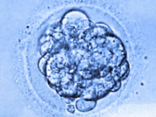 Reino Unido autoriza manipulação genética de embriões para pesquisa