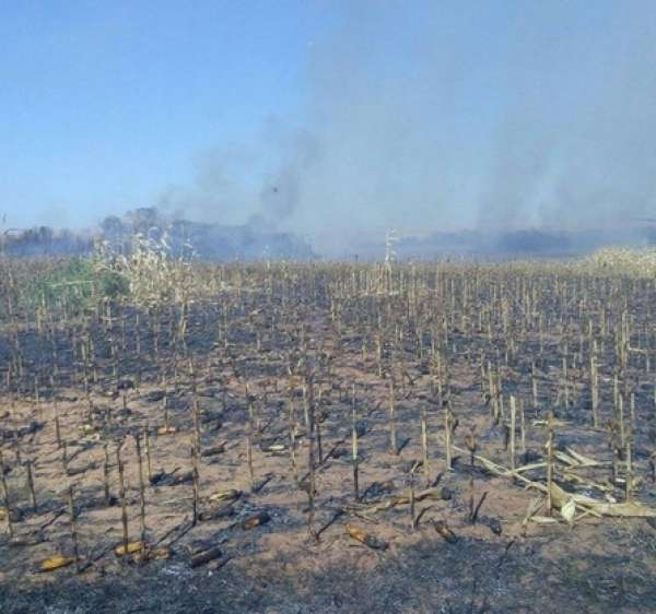 Incêndio destrói lavoura de milho em propriedade rural de MT