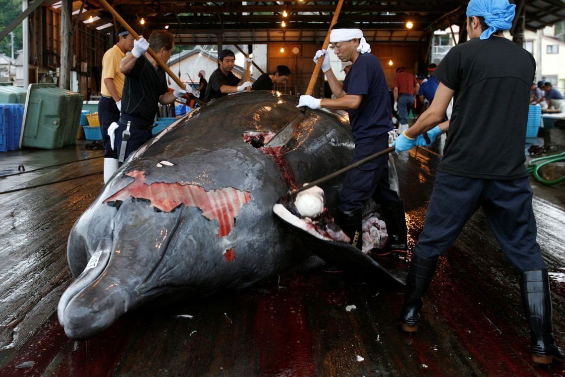 Japão retomará no próximo ano caça de baleias em seu território