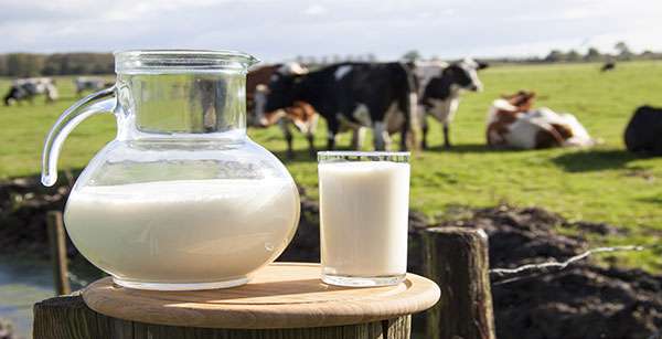 Potencial produtivo de leite em Mato Grosso será abordado na 52ª Expoagro