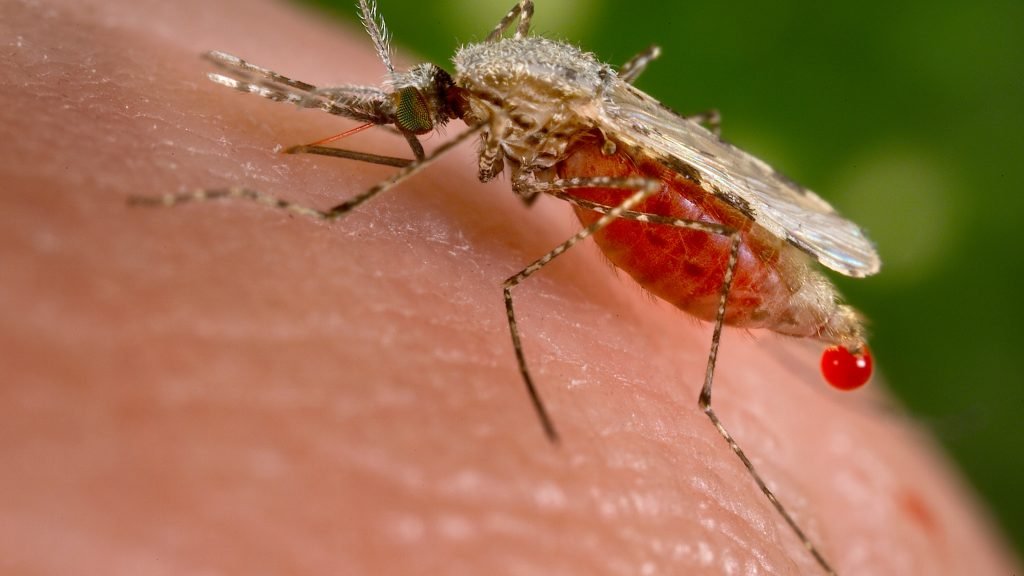 Roraima confirma 5.750 casos de malária no primeiro trimestre