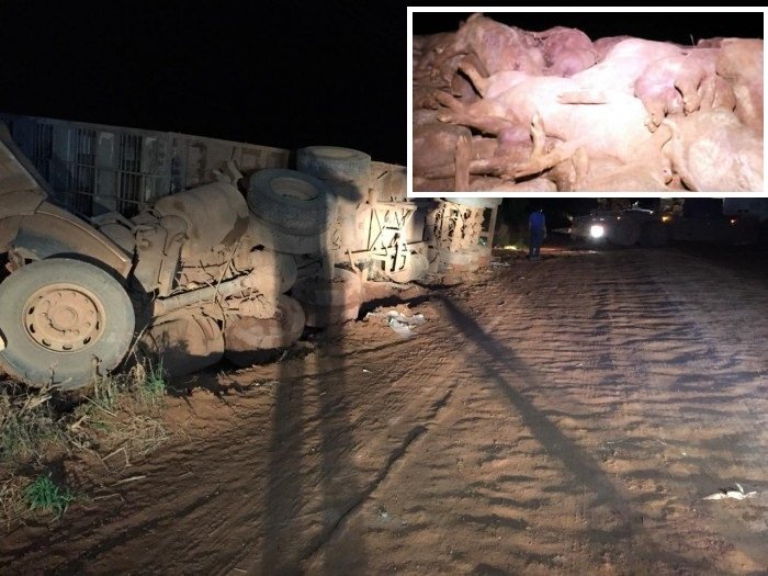 mais de 300 porcos morrem após carreta tombar; motorista socorrido