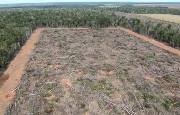 Desmatamento na Amazônia dispara neste ano
