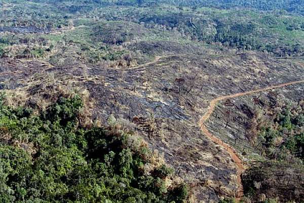Aprovados planos de controle do desmatamento na Amazônia e Cerrado até 2020