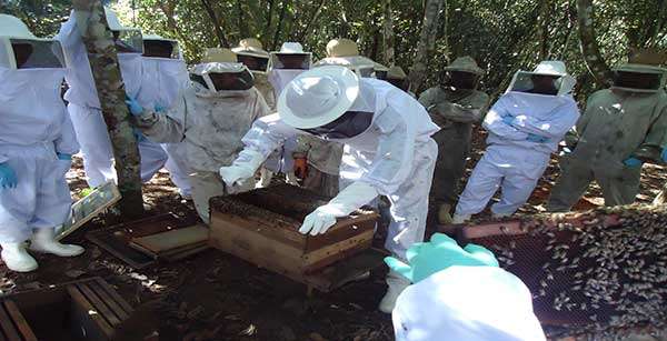 Associação dos Apicultores de Colniza, oferece curso gratuito de apicultura