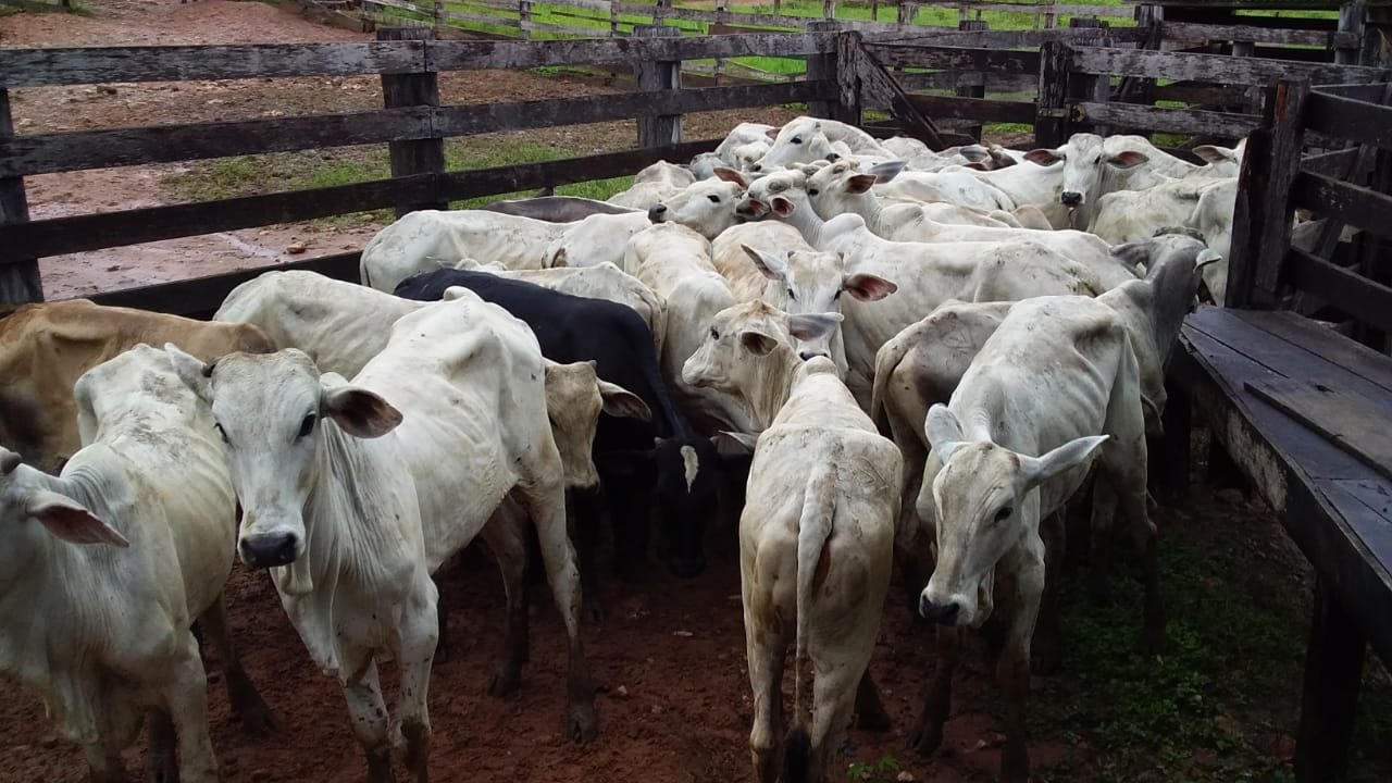 Polícia Judiciaria civil de Colniza, recupera gado furtado em fazenda