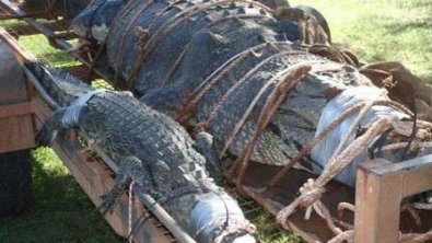 Agentes capturam crocodilo de 600 quilos