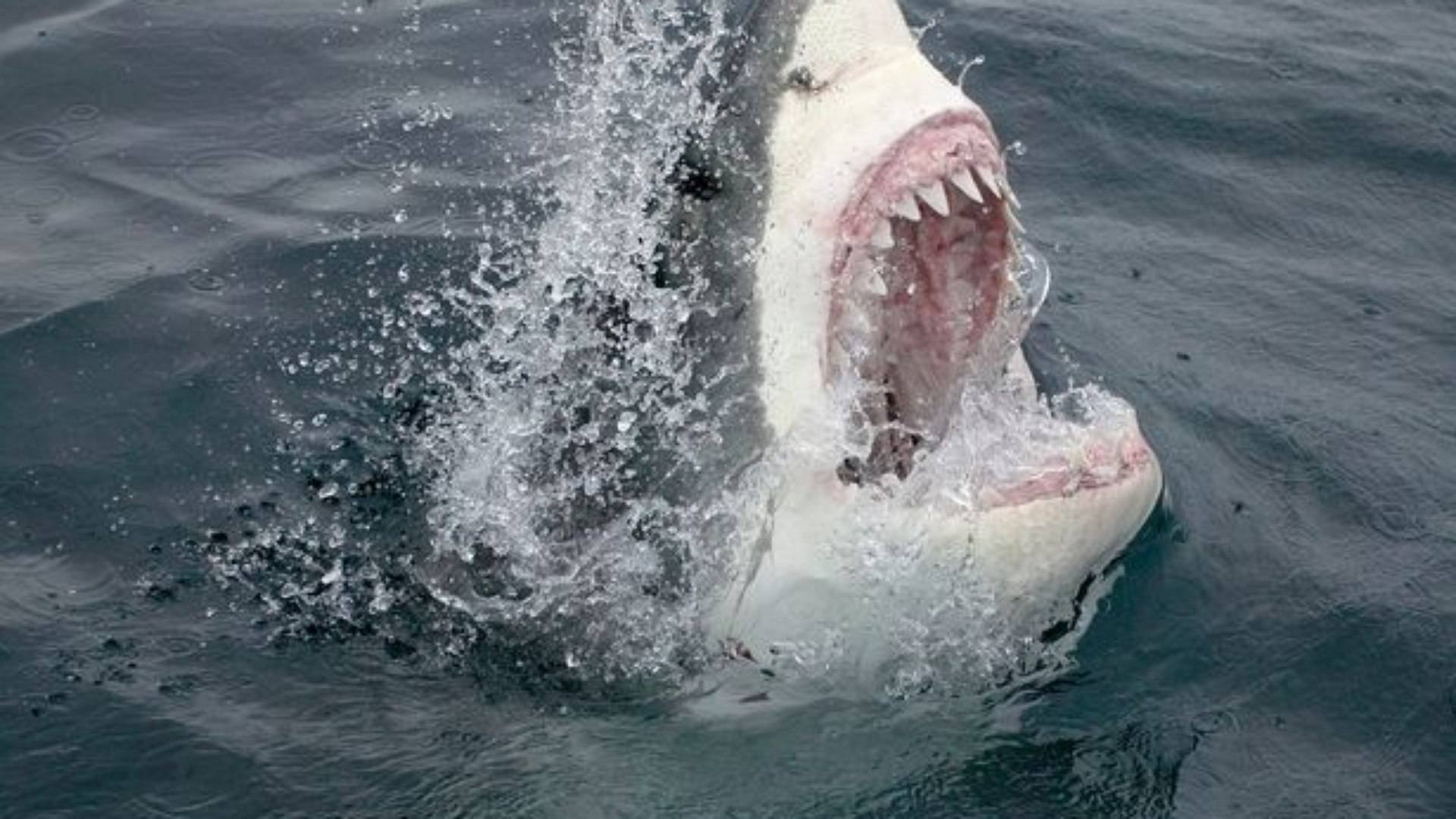 Tubarão atravessa rede e mata surfista