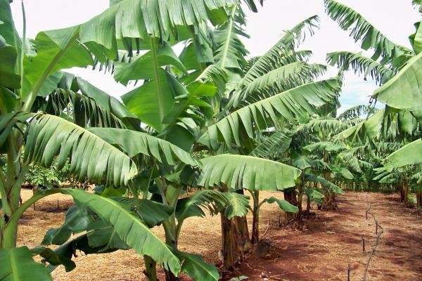 MT é 17º maior produtor de banana no país e programa vai distribuir 300 mil mudas para expandir produção