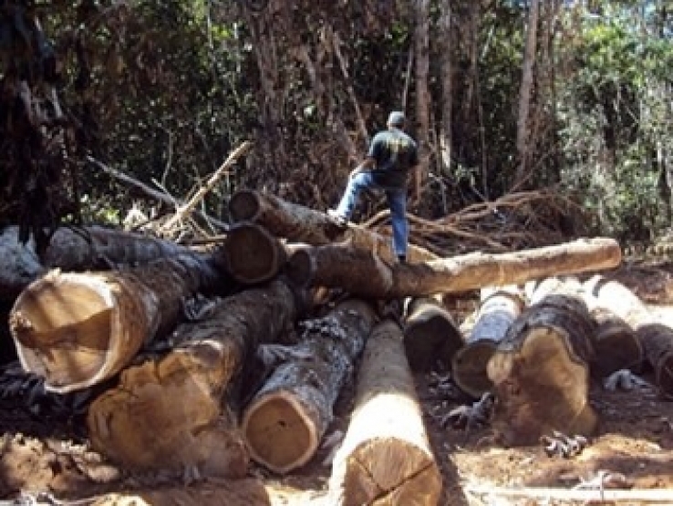 Operação do Ibama contra desmatamento em MT termina no final do ano