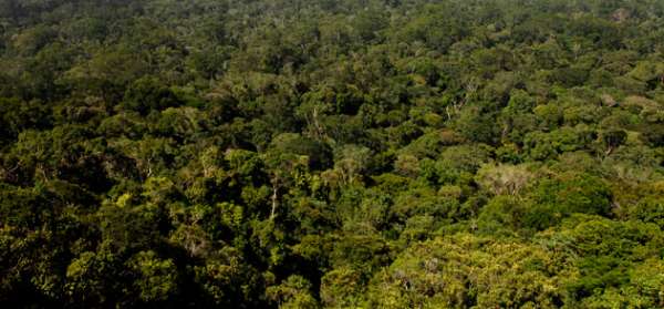 Sema realiza curso de manejo florestal sustentável
