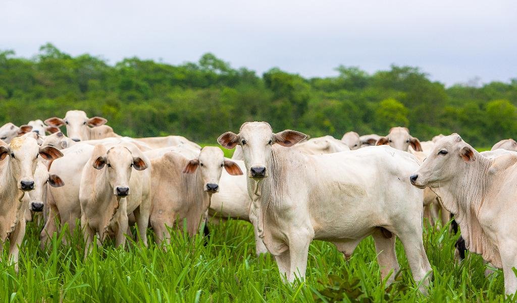 MPF instaura inquéritos civis para investigar a origem do gado adquirido por 11 frigoríficos em Mato Grosso
