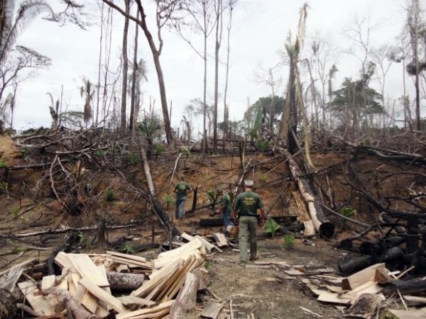 Ibama regulamenta perdão de multas por desmatamento ilegal