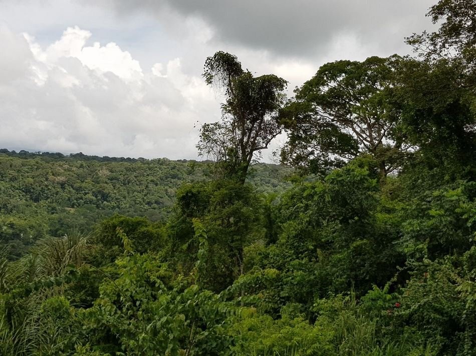 Planos de Manejo Florestal Sustentável representam 93% da área explorada legalmente em MT