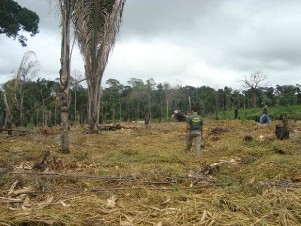 Mais de 2 mil hectares de área desmatada ilegalmente são localizadas pelo IBAMA