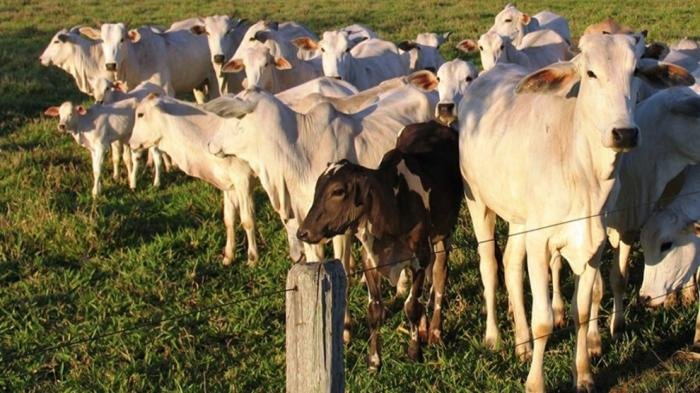 Preço do boi e vaca gorda em Mato Grosso tem nova valorização
