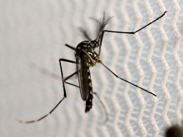 Mato Grosso tem mais de 50 mil casos de dengue e zika, diz secretaria
