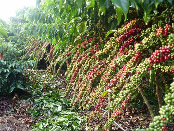 Município de Colniza se torna a capital do Café em Mato Grosso