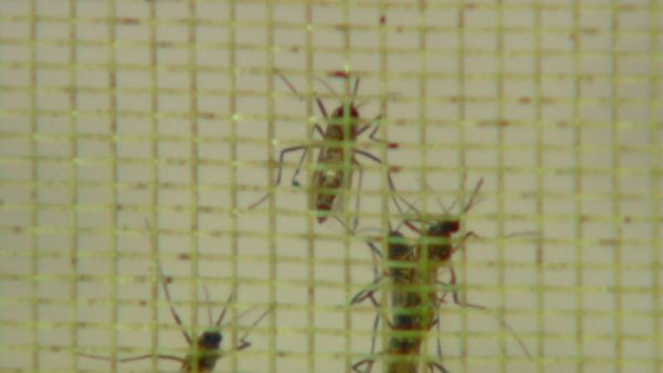 Fábrica de mosquitos geneticamente modificados é inaugurada em SP