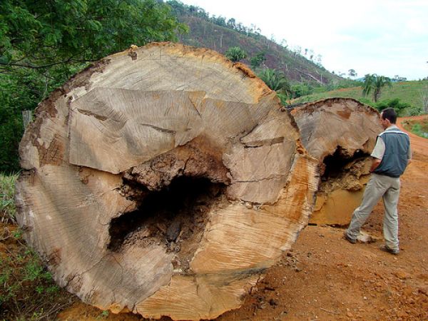 Em um ano, desmatamento cresce 52% em Mato Grosso