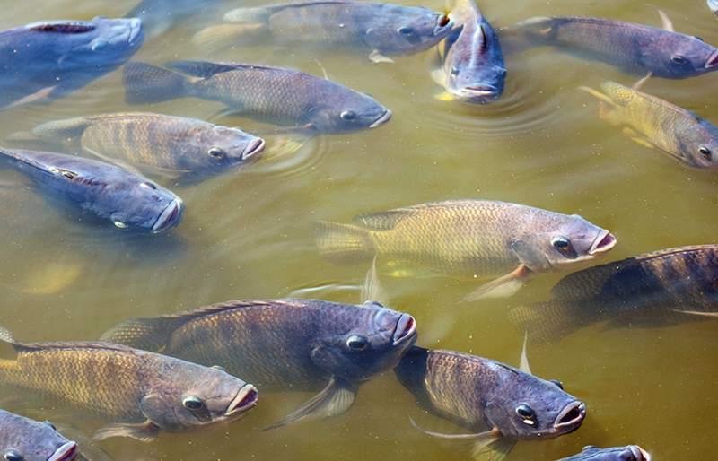 Governo de Mato Grosso divulga o diagnóstico da piscicultura do estado