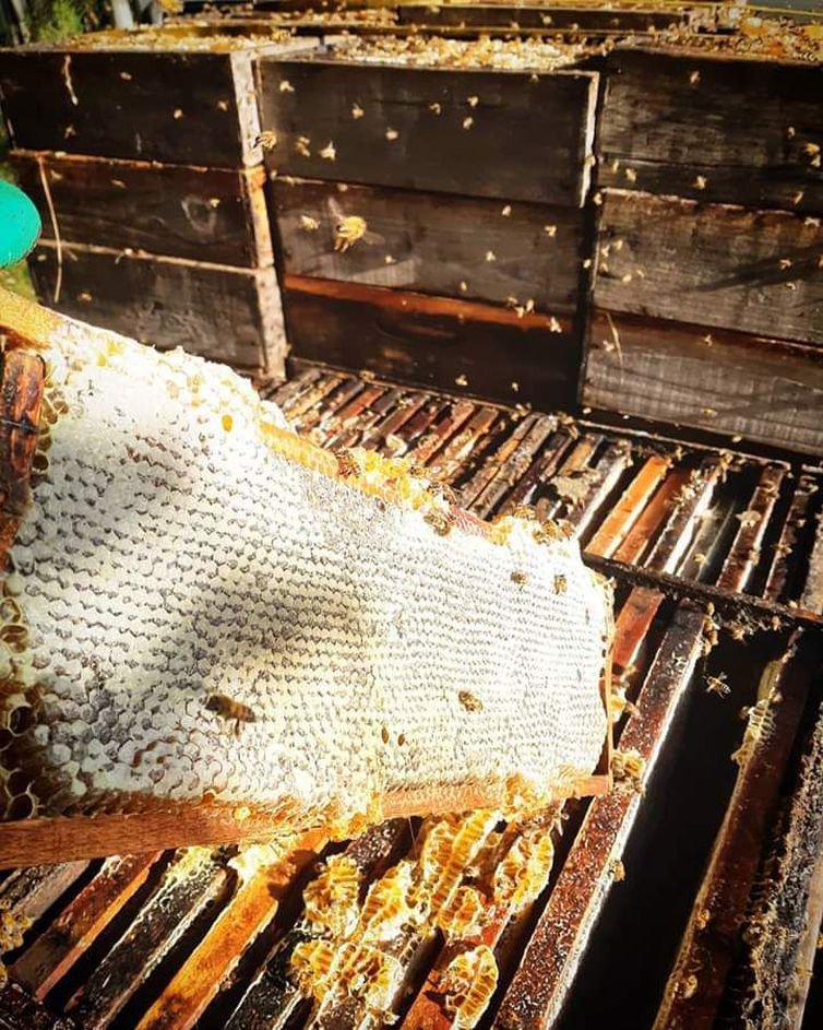 Agrotóxicos encurtam vida e mudam comportamento das abelhas