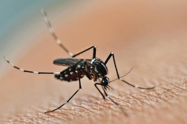  Semana de combate ao Aedes aegypti mobiliza mais de 210 mil instituições