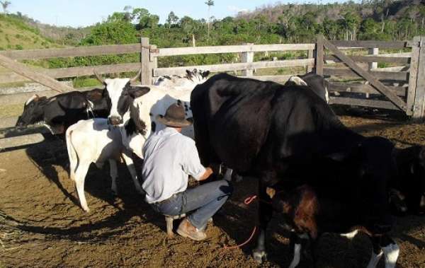Governo investe R$ 1,5 milhão para ajudar pequenos produtores de leite de Mato Grosso