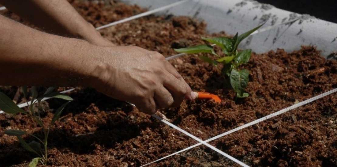 Tecnologia na produção agrícola vem crescendo em Mato Grosso