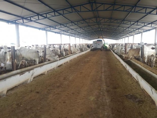 Projeto de confinamento de bovinos da Empaer atrai produtores que desejam investir na tecnologia
