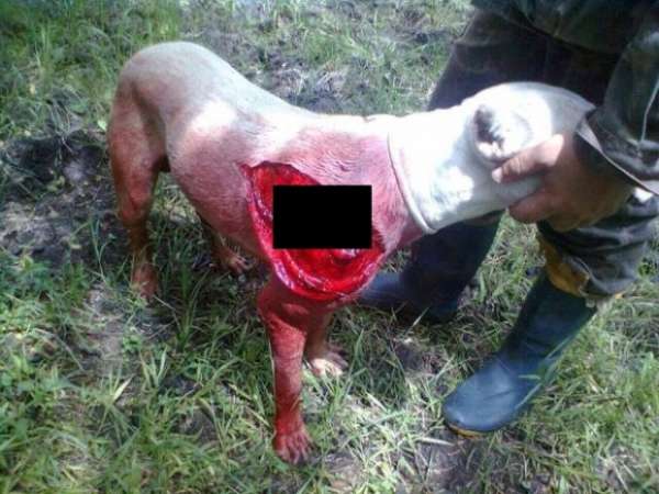 Fazendeiro mata uma manada inteira de porcos do mato após atacar seus animais